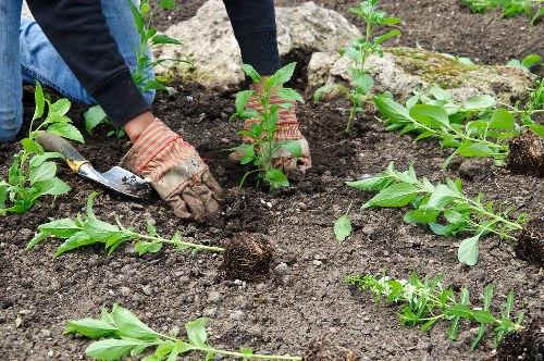 Gardening maintenance team trimming plants in an urban garden