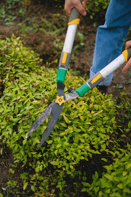 A gardener operating shears with long handles and sharp blades, engaged in hedge trimming or pruning in a well-maintained garden. The hedge consists of dense, vibrant green foliage, with some areas al
